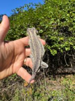 Gargoyle Gecko Adult Male #1 (Rhacodactylus auriculatus) - Image 2