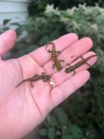 Marbled newt (Triturus marmoratus)