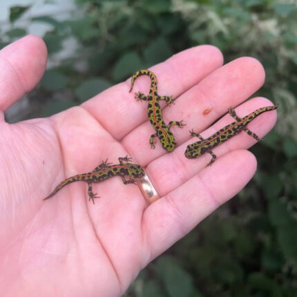Marbled newt (Triturus marmoratus)