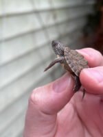 Texas Map Turtle Baby (Graptemus versa) - Image 4