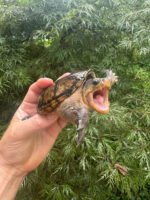 Vampire Musk Turtle Adult Female #2503 (Claudius angustatus)