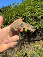Gargoyle Gecko Adult Female #1 (Rhacodactylus auriculatus) - Image 3