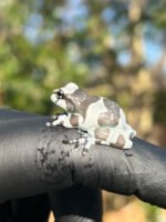 Amazon Milk Frog (Trachycephalus resinifictrix) - Image 5