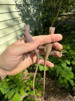Purple Translucent Iguana Babies (Iguana iguana) - Image 3