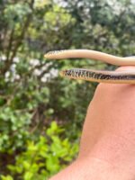 Eastern Glass Lizards (Ophisaurus ventralis)