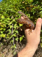 Red Niger Uromastyx Adult Pair #4 (Uromastyx geyri) - Image 2