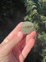 Cagle's Map Turtle Baby (Graptemus caglei) - Image 3