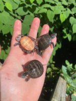 Eastern Painted Turtle Baby (Chrysemys picta) - Image 3