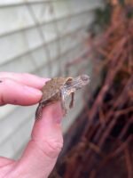 Texas Map Turtle Baby (Graptemus versa) - Image 3