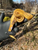 Pastel Pinstripe Low White Pied Ball Python Female #2 (Python regius)