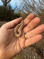 Anaconda Western Hognose Snake Female #2 (Heterodon nasicus)