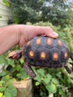 Colombian Clownface Redfoot Tortoise 2021 #1 (Chelonoidis carbonaria) - Image 2