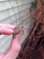 Texas Map Turtle Baby (Graptemus versa) - Image 2