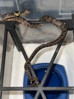 Amazon Tree Boa Baby 2023 CB #1 (Corallus hortulanus)