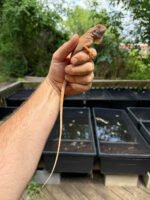 Crimson Red Albino Green Iguana 2024 #3 (Iguana iguana) - Image 2