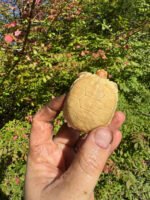 Albino African Spurred Tortoise Baby 2025 #1 (Centrochelys sulcata) - Image 3