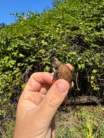 Keeled Box Turtle Baby 2025 #1 (Cuora mouhotii obsti) - Image 3