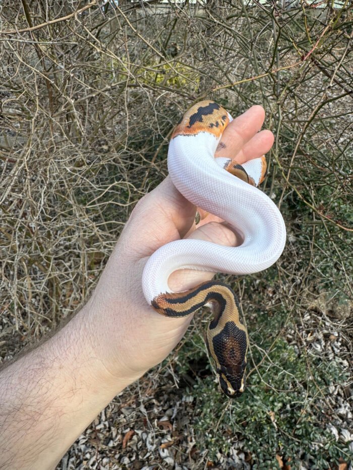 Hi White Pied Ball Python Female #1 (Python regius) - Reptile Empire