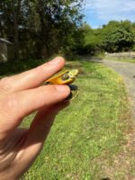 Green Ghost Florida Red Bellied Cooter Turtle Babies (Pseudemys nelsonii)