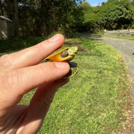 Green Ghost Florida Red Bellied Cooter Turtle Babies (Pseudemys nelsonii)