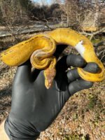 Pastel Pinstripe Low White Pied Ball Python Female #3 (Python regius) - Image 2