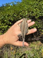 Gargoyle Gecko Adult Female #3 (Rhacodactylus auriculatus) - Image 3