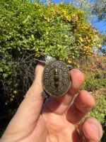 Hi White Concentric Diamondback Terrapin 2025 #5 (Malaclemys terrapin) Temp Sexed Female