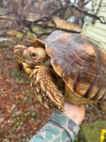 African Spurred Tortoise (13-14 inch) Female #1 (Centrochelys sulcata) - Image 2