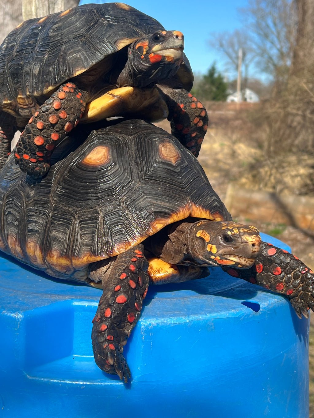 253FBA66-61FF-4F71-8818-90EB58DDABA0_1024x Barbados Red Foot Tortoise Adult Pair #2 (Chelonoidis carbonaria) - Image 1