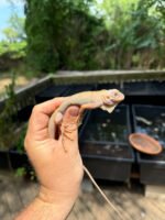 Crimson Red Albino Green Iguana 2024 #2 (Iguana iguana)