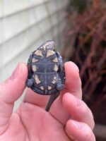 East African Mud Turtle Babies (Pelusios castanoides) - Image 4