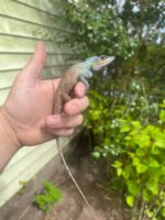 Oriental Garden Dragon Lizard (Calotes versicolor) - Image 2