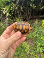 Cherrybomb Red Foot Tortoise Baby 2025 #1 (Chelonoidis carbonaria) - Image 2