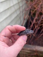 East African Mud Turtle Babies (Pelusios castanoides) - Image 3