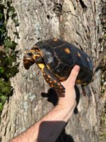 Barbados Red Foot Tortoise Adult Pair #3 (Chelonoidis carbonaria) - Image 3