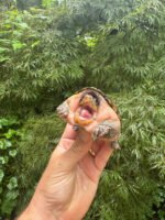 Vampire Musk Turtle Adult Female #2501 (Claudius angustatus) - Image 4
