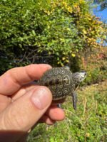 Hi White Concentric Diamondback Terrapin 2025 #5 (Malaclemys terrapin) Temp Sexed Female - Image 4