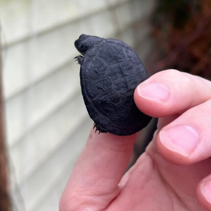 East African Mud Turtle Babies (Pelusios castanoides)