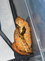 Amazon Tree Boa Baby 2023 CB #2 (Corallus hortulanus) - Image 2