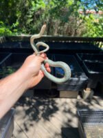 Florida Blue Garter Snake Adult Female #3 (Thamnophis sirtalis similis) - Image 2