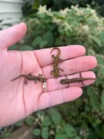 Marbled newt (Triturus marmoratus) - Image 4