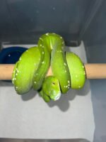 Aru Green Tree Python Male #1(Morelia viridis)