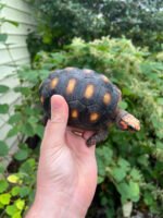 Colombian Clownface Redfoot Tortoise 2021 #1 (Chelonoidis carbonaria) - Image 4