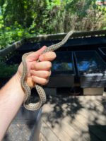 Florida Blue Garter Snake Adult Female #3 (Thamnophis sirtalis similis)