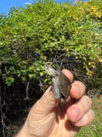 Hi White Concentric Diamondback Terrapin 2025 #9 (Malaclemys terrapin) Temp Sexed Female - Image 3