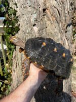 Barbados Red Foot Tortoise Adult Pair #3 (Chelonoidis carbonaria)