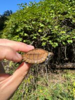 Keeled Box Turtle Baby 2025 #2 (Cuora mouhotii obsti) - Image 3