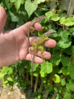Giant Panther Anoles (Anolis bimaculatus) - Image 5