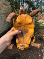 Barbados Red Foot Tortoise Adult Pair (Chelonoidis carbonaria)