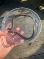 Lesser Dwarf Siren (Siren intermedia)